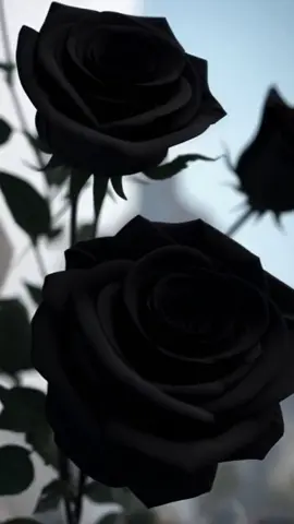 tidak ada aksara yang bisa ku rakit menjadi Prosa karena kamu terlalu dikara untuk ku yang tidak Nirmala #bunga #mawarhitam #flower #blackrose #bungamawar #diksi #sanskerta #diksisanskerta #flower #rose #fyp #foryou #fypシ #foryoupage #fyp #foryou #fyppppppppppppppppppppppp 