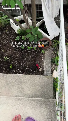 Sau bao năm tháng chờ đợi cuối cùng cũng đến ngày thu hoạch 🥵🥵#CapCut #fyp #nhatban🇯🇵 