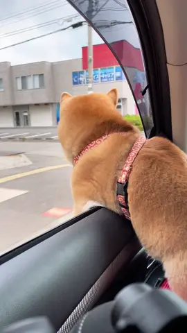 ドライブ大好きむぎ氏 最後にチラ見ww #柴犬のいる生活 #柴犬 
