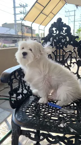 Maltese are low-shedding and hypoallergenic. Di ako sure 😂 #dogbath #doghair #maltesedog #dog #malteseoftiktok #whitedog #malteseoftiktok #dogsoftiktok 