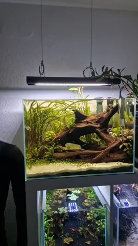 Cleaning my beautiful 2 years old top shelf nature aquarium  #aquarium #fish #plantedaquarium #freshwatertank 