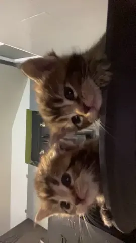 twins #fyp #kitty #foryou #viral #kitten #cat #catsoftiktok #cute #catlover #Love #kitties 