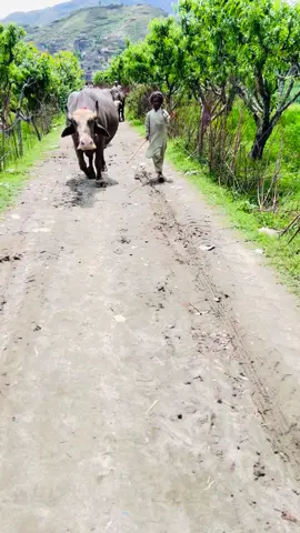 Da jahan pa makh ba na we hasi ta mawiakhan08#tiktok#viral#video #tordada#foryou#2024 @🌺-Swati-🌺 @numanejaz516 @Sarbaz KHAN 