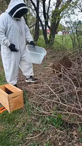 #LIVEhighlights #TikTokLIVE #LIVE  A cold day swarm removal, hence the pretty white suit. 