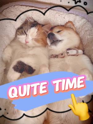 Quite time #shiba and #cat 