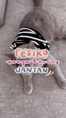 Kucing spraying solusinya selain di steril, coba deh di training supaya dia ga melakukan itu lagi, pake produknya hushus dari @Holycatlabs.id #hushus #kucingspraying #kucingpipissembarangan 