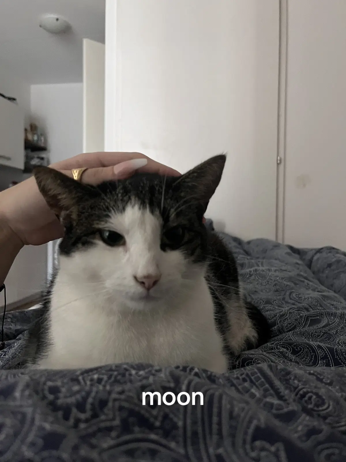 sorry 4 all the cat content i just love her so much i could just eat her