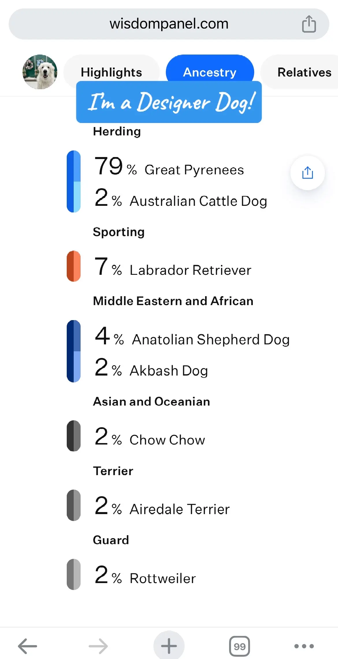 Honestly - I would have bet on being a purebread Pyrenees BUT I’m glad to know that I’m a designer dog (mix)! I did match with a few family members, but no siblings or parents. I’m hoping to learn more about my history soon! @Buddy Boy   #wisdompanel #greatpyreneesoftiktok #greatpyreneesmix #anatolianshepherddog #labradorretriever #akbashdog #aussie #chowchow #airdaleterrier #rottie 