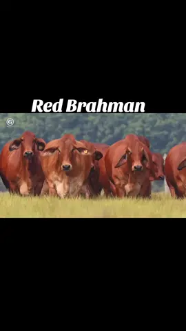 #redbrahman #lembubrahman #perternakmuda #perternakmalaysia #cowboy #cow #bigcow #viral #fyp #perternaklembu #malaysiatiktok #Hello2024 #fyppppppppppppppppppppppp #mantap #KongsiBersama 