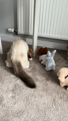 #Ragdoll #cat #foryoupage #cattok #catsoftiktok #play