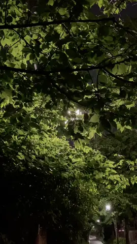 孤独にそっと寄り添ってくれる夜が好き。