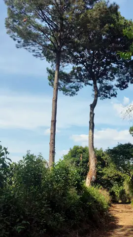 Ruta al picacho ⛰️ #elsalvador #volcandesansalvador 