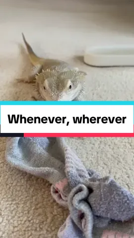 POV: One of the strongest relationships on the internet ✌🏼 One of my favourite songs for Percy 🦎🧦   #lizard #beardeddragon #reptiles#PetsOfTikTok #funnyanimals #percythebeardie 