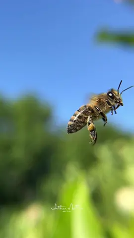 Bees 🐝 Without them, its over #spring #conservation #bee #earth #nature #wild #insects #florida #animallover #animalplanet #macro #closeup #slowmo #slowmotion #natgeo #natureza #abelha #abejas #animalsoftiktok 