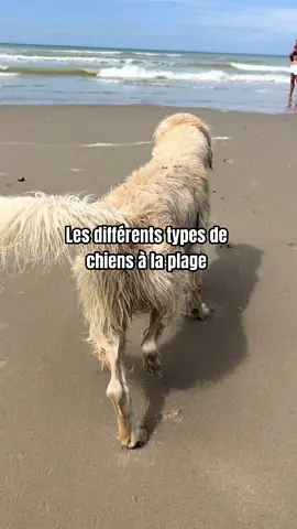 Et toi t’as lequel?😅 #goldenretriever #fyp #foryou #pourtoi 
