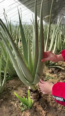 This is where natural aloe vera comes from