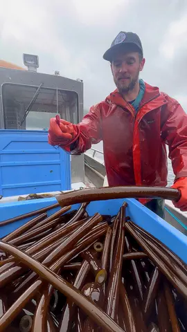 That’s the stuff!! 👆 👆 👆 the hollow stipe (or tube) of bull kelp is harvested from kelp farms and wild kelp beds and used as the first ingredient in our bullwhip hot sauces and salsas. The leafy fronds are dried and used in our seasonings and fried and used in our kelp chili crisp 🌶️ 🌊 🧑‍🍳  It’s salty, savory, and easy on ears and taste buds 🎶 🎶 🎶 #asmr #fyp #kelp #seaweed #barnaclefoods #bullwhiphotsauce 