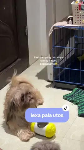grabe na ugali ng mga batuta ngayon mga pala utos na😂 #dogoftiktoks #shihtzusoftiktok #livernoseshihtzu 