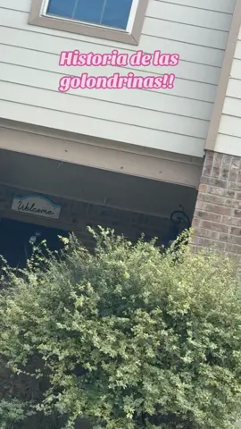 Golondirnas!! #bendiciones #golondrinas #parati #storytimes #fyp 