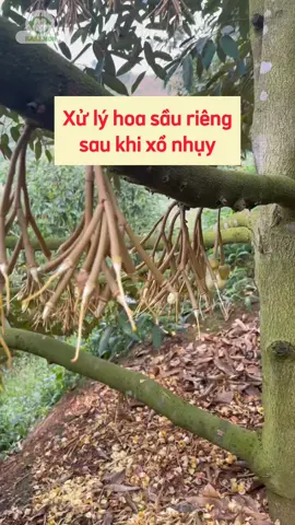 Xử lý hoa sầu riêng sau xổ nhuỵ #Durian #Donghanhcungbacon #Cayantrai #Kythuatsaurieng #bantinnongnghiep 
