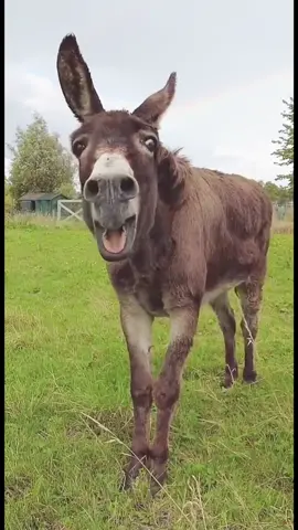 Laughing donkey suddenly turns to sobbing.#donkeylaughing #annimal 