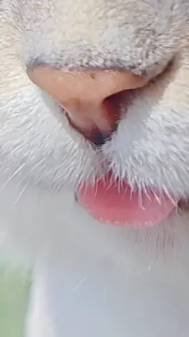 That's fashion kitty in summer!#fyp #cats 