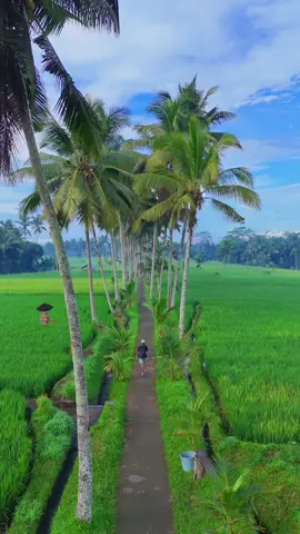 Morning view feom ubud bali🌾 📍Banjar mancingan,Gianyar, Bali #ubud #bali 