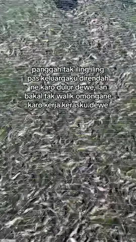 asor ora bakal ndlosor #alfarfarm #budidayaikan #lele #peternakmuda #juraganlele #motivasiku #perikanan 
