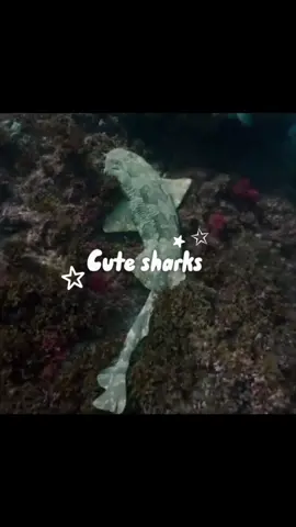 Its becoming impossible to find clips guys 😟😟  #sharklovers #shark #sharky #fyp #viral #sharkedits #ocean #edit #foryoupage #sharktok #fypシ゚viral #marine #marinelife #oceanlife 