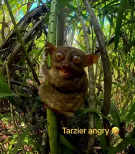 Tarzier 😂 #viral#viralvideo#animals#funny#angryanimals#foryou #viraltiktok 