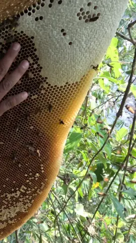 3 NGÀY 2 ĐÊM lên thượng nguồn tìm ong rừng#alangbrac #xuhuong #trending 