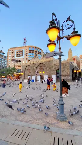 Ada yang pengen main sama burung-burung ini?  #madina #madinah #nabawi #masjidnabawi #makkah #makkahmadinah🕋 #umroh 