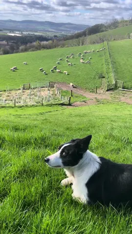 Storm brilliant collie dog collection sheep from the feild below and one stubborn sheep give her a run for her money. #dog #bordercollie #viral #foryoupage #foryou 