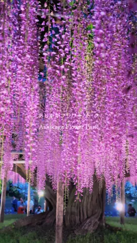 鬼滅の刃の世界そのものでした。2024.4.29 #あしかがフラワーパーク #藤の花 #鬼滅の刃 #ashikagaflowerpark #wisteria #demonslayer #japan #日本の風景 