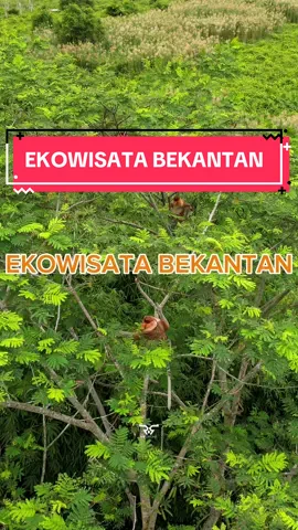 Bekantan adalah primata langka dan endemik dari Kalimantan yang statusnya terancam punah. Disini terdapat 27 ekor Bekantan yang habitatnya dilestarikan dan dilindungi. 📍Ekowisata Bekantan AGM, Sungai Rutas, Kab. Tapin #bekantan #rantau #tapin #ekowisata #kalsel #kalimantan #borneo 