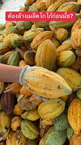 อย่าให้เมล็ดโกโก้โดนน้ำ#โกโก้#ผลโกโก้#โกโก้สด#ผลโกโก้สด#การหมักโกโก้
