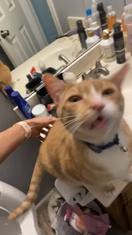 My little sisters cat goes crazy over a butt scratch😂😂😂😂