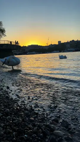 #sunset #london #explore #city #londonlife #riverthames #swan #londontiktok #thingstodoinlondon #fyp 