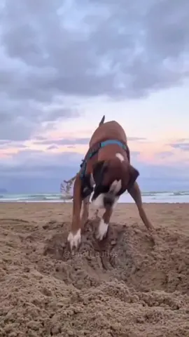 Funny Dog Videos 😋 #funnydogs #funnyanimals #funnypets 