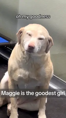 Maggie wins the internet the week! (Cred: @pawms_huntsville) #dogsoftiktok #maggie #smilingdog #goodestgirl #goodestboy #PetsOfTikTok #memestiktok #viralclips 