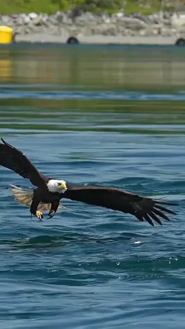 Among all the birds in the sky, the eagle is the one that is most remembered when we talk about beauty, strength and agility. She is considered by many to be the queen of the sky, because with her strength and agility she can catch animals and birds larger than her own weight. . An adult eagle can fly carrying animals weighing up to six times its own weight. This is possible thanks to their firm and long claws, considered the strongest among all birds. This bird stands out among all animals in nature, its wonderful, magnificent and fantastic beauty. . #amazing #amazingvideo #world #beautiful #Wonderful #wonderful #eagle #eagles #aguia #bird #birds #aves #passaros #sky #naturelover #nature #natureza #Love #amor 