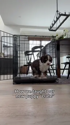 👏👏 #fyp #australianlabradoodle #dogsoftiktok #DogTraining #puppytraining #cratetraining 