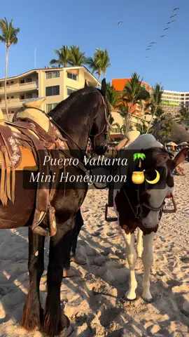 Our mini moon in puerto vallarta🍯🌙🤍  #newlyweds #justmarried #honeymoon #lunademiel #puertovallarta #vallarta #mexicocheck #mexicotiktok 