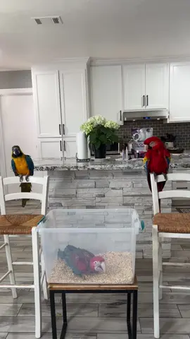 Private msg me ‼️ #modestocalifornia #cerescalifornia #trending #fyp #viral 