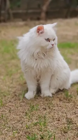تصوير قطه شيرازي 🐱#الانبار_الرمادي #الانبار_القائم_حصيبه_الغربيه🇮🇶 #الحدود_العراقيه_السوريه #شهم_دليم #محمد_فارس_صبار #قطه_كيوت #بزونه #اكسبلورexplore 