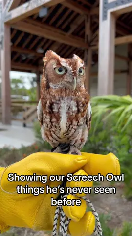 Juno said 😳😳😳 #fyp #foryoupage #nature #wildlife #wildlifeconservation #nonprofit #wildanimals #naturelove #palmbeach #jupiter #animals #bird #birdsoftiktok #owlsoftiktok #owls #screechowl #florida #floridalife #naturetiktok #wildlifelover #wildlifesanctuary 