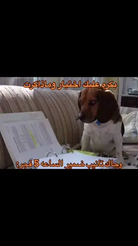 #ذبات #ميسي #ميمز #greenscreen #f 
