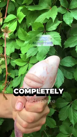 The Muscle One 🤯 #fyp #facts #randomfacts #usa 