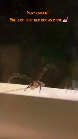 #bugtok #bug #eyebrowbug 