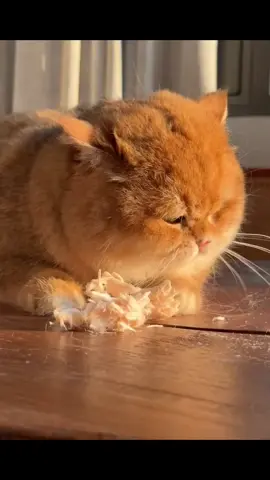 Nhoàm nhoàm ngon quá à 😂 #xuhuongtiktok #LearnOnTikTok #viral #cat #cuteanimals #meow #funny 